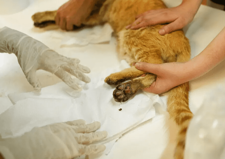 [object HTMLTextAreaElement]