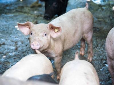 Mueren 3,000 cerdos al incendiarse granja en Bélgica