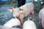 Casos de peste porcina africana disminuyen en República Dominicana, según informe Casos de peste porcina africana disminuyen en República Dominicana, según informe