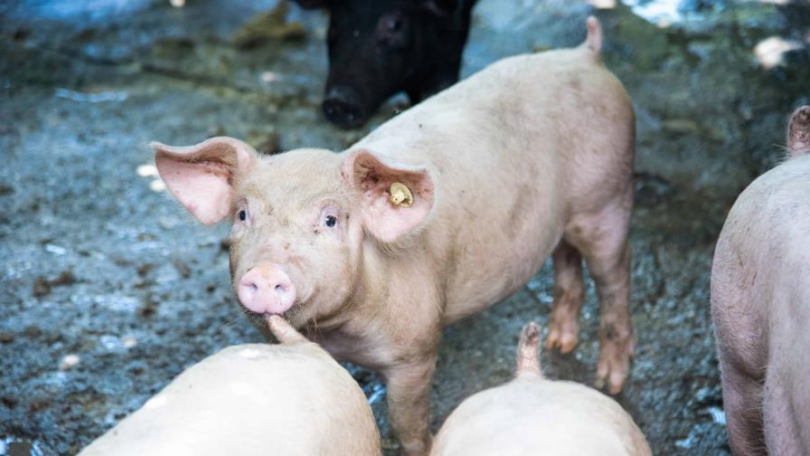 Casos de peste porcina africana disminuyen en República Dominicana, según informe