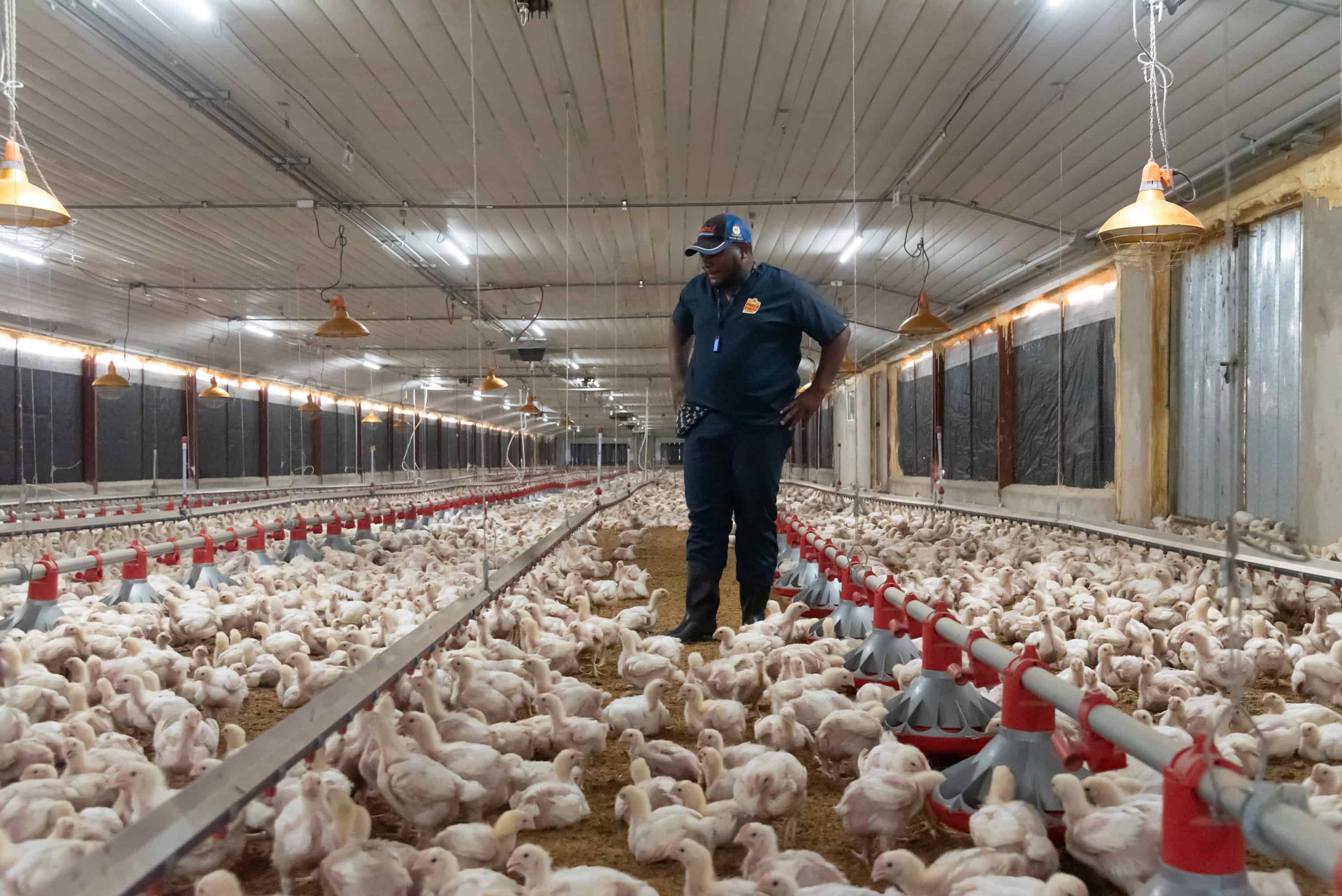 Avicultores dominicanos exigen políticas públicas que protejan al sector