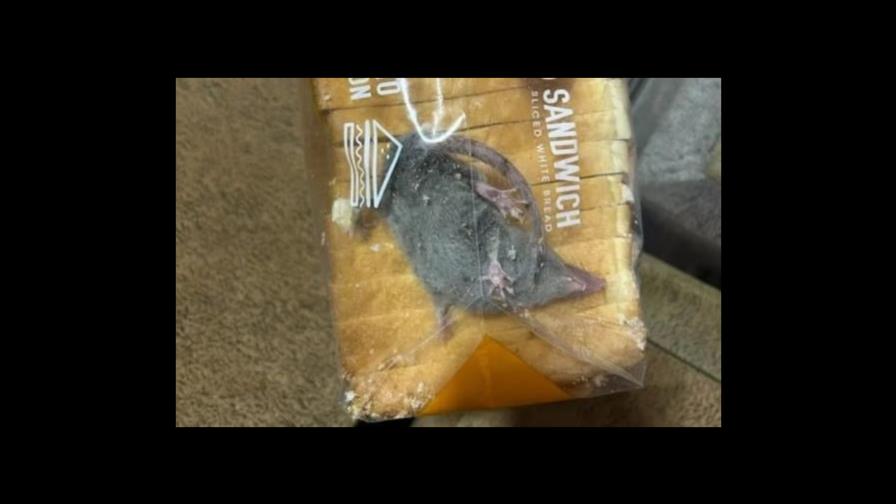 Hombre encuentra una rata viva dentro de una bolsa de pan Hombre encuentra una rata viva dentro de una bolsa de pan
