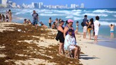 Playas vac&iacute;as y olor insoportable: M&eacute;xico libra dura batalla contra el sargazo