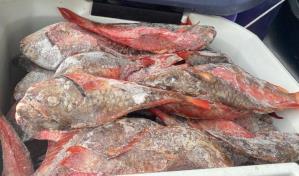 Pez loro: Inician operativos para cumplir la veda a nivel nacional