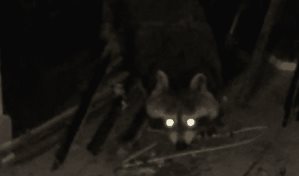 ¡Un mapache en Santo Domingo!