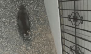 Medio Ambiente monta operativo para capturar el mapache