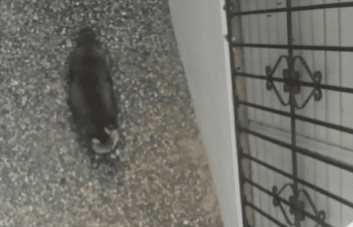 Medio Ambiente monta operativo para capturar el mapache