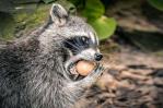 ¿Por qué las especies invasoras son una amenaza para la biodiversidad? ¿Por qué las especies invasoras son una amenaza para la biodiversidad?