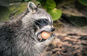 ¿Por qué las especies invasoras son una amenaza para la biodiversidad?