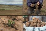El altiplano de Bolivia, en jaque por sequía, helada y cambio climático El altiplano de Bolivia, en jaque por sequía, helada y cambio climático