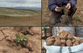 El altiplano de Bolivia, en jaque por sequía, helada y cambio climático
