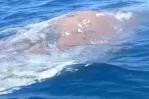 Hallan ballena muerta en playa de Luperón Hallan ballena muerta en playa de Luperón