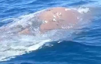 Hallan ballena muerta en playa de Luperón