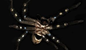 Descubren tres especies de arañas inocuas en la región alpina de Australia