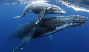 Las ballenas cambian el canto por la lucha para competir por el amor