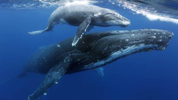 Las ballenas cambian el canto por la lucha para competir por el amor
