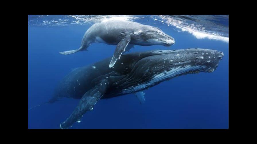 Las ballenas cambian el canto por la lucha para competir por el amor