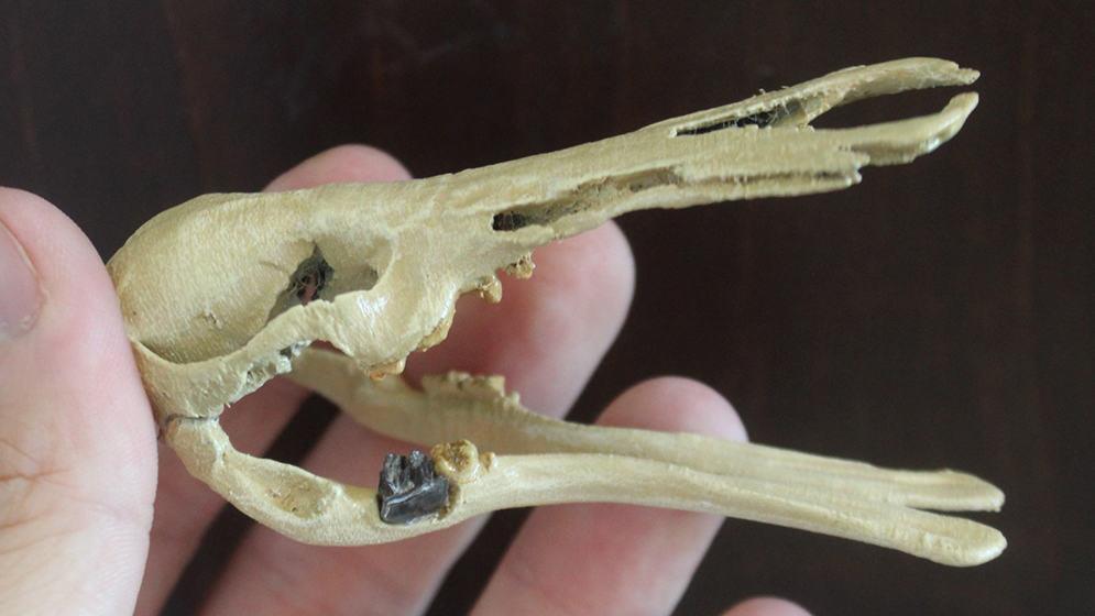 Hallan en Argentina restos fósiles de un pariente del ornitorrinco