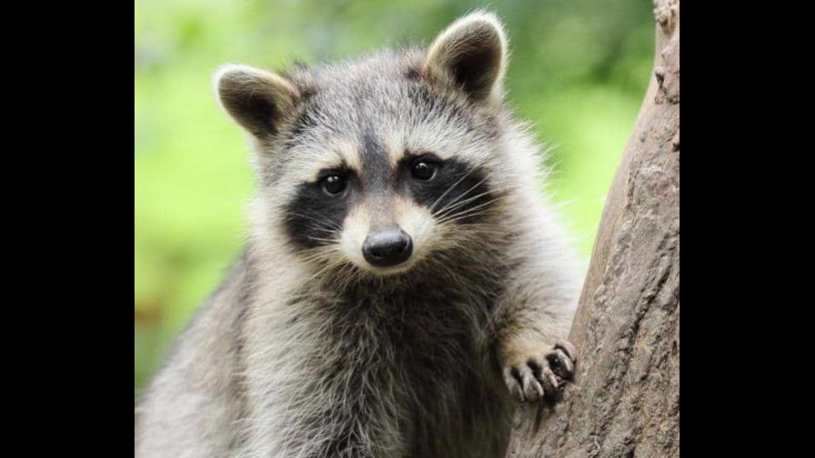 Mapache visto en Santo Domingo formaría parte de exposición del Zoológico tras su captura