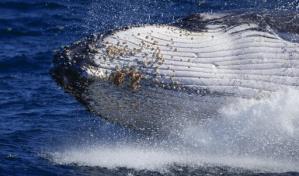 Ballenas jorobadas cantan menos con aumento de su población