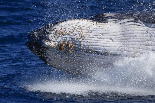 Ballenas jorobadas cantan menos con aumento de su población