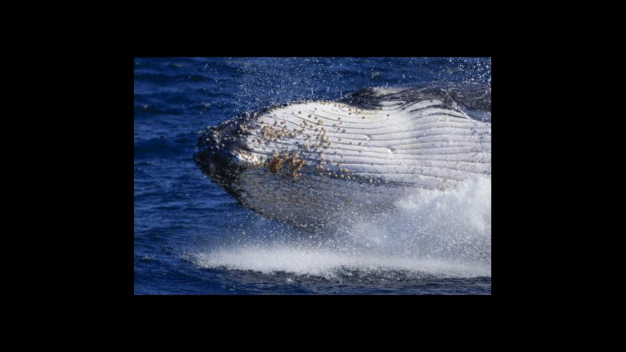 Rastreo de ballenas jorobadas detecta un descenso de ejemplares en el Pacífico norte