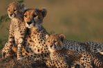 Aterrizan 12 guepardos en la India para recuperar la especie en su territorio