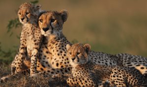 Aterrizan 12 guepardos en la India para recuperar la especie en su territorio