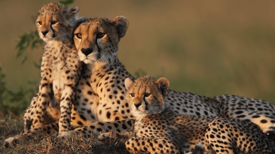 Aterrizan 12 guepardos en la India para recuperar la especie en su territorio Aterrizan 12 guepardos en la India para recuperar la especie en su territorio