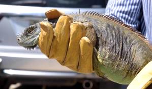 No solo mapaches: Residentes de Cristo Rey han visto otras especies invasoras en el sector