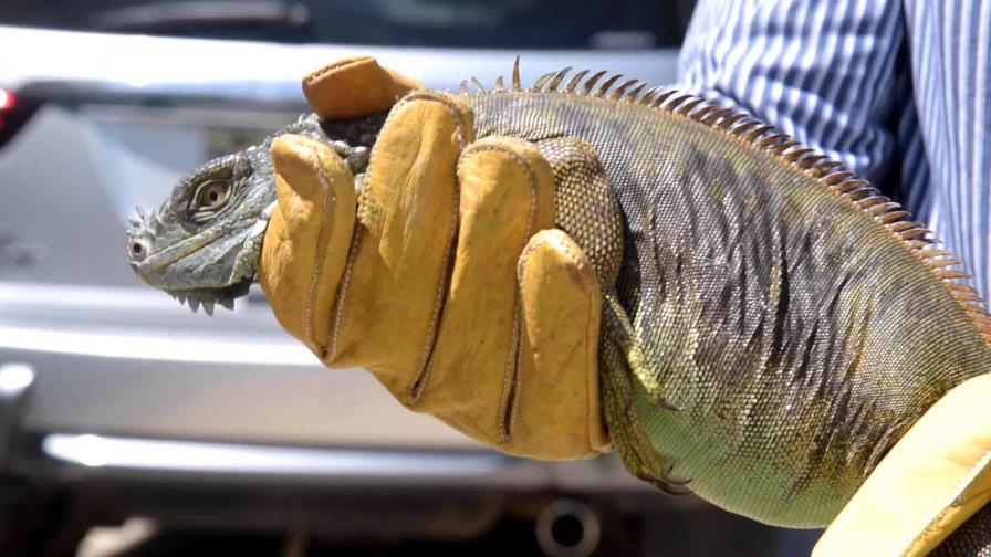 No solo mapaches: Residentes de Cristo Rey han visto otras especies invasoras en el sector