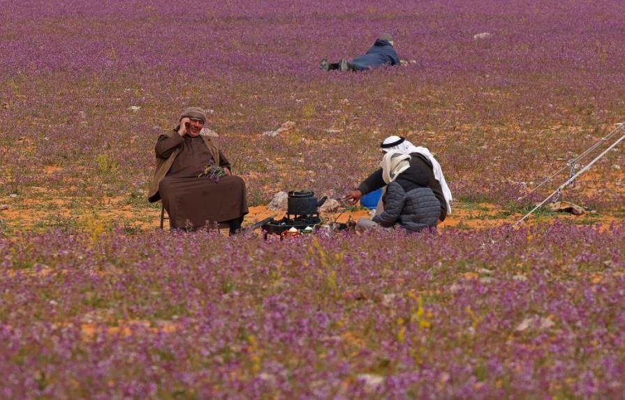 El extraordinario espectáculo de un desierto lleno de flores moradas en Arabia Saudita