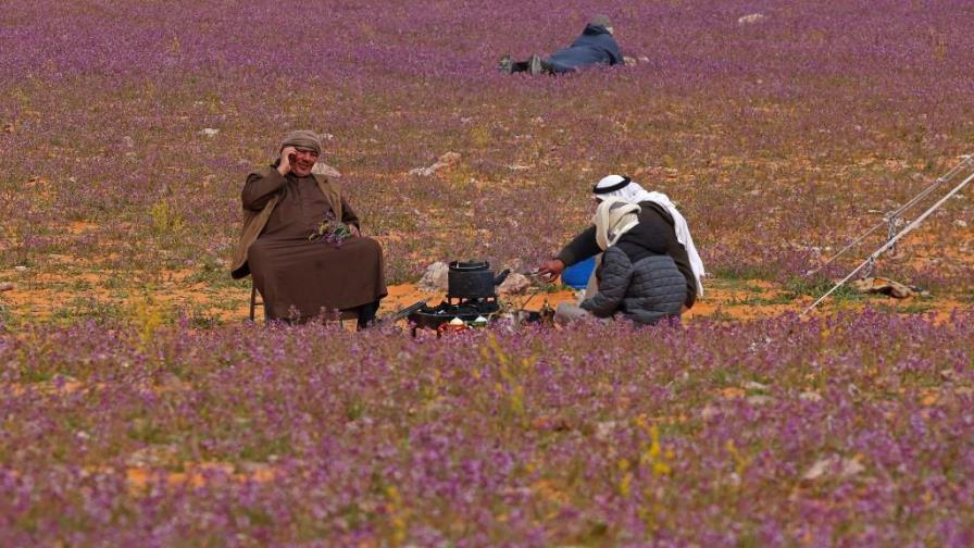 El extraordinario espectáculo de un desierto lleno de flores moradas en Arabia Saudita El extraordinario espectáculo de un desierto lleno de flores moradas en Arabia Saudita