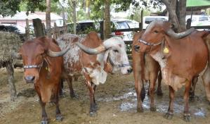 Bagrícola financió compra de ganado de alto valor genético a tasa cero