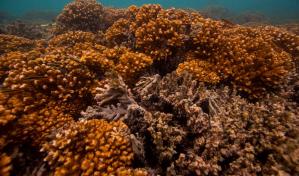 Los arrecifes de coral del Pacífico Oriental podrían sobrevivir hasta 2060