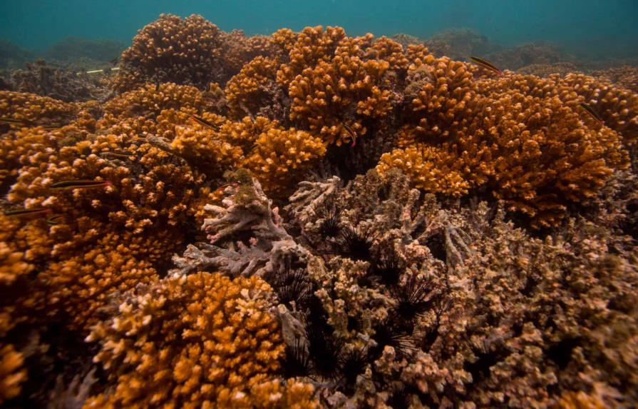 Los arrecifes de coral del Pacífico Oriental podrían sobrevivir hasta 2060