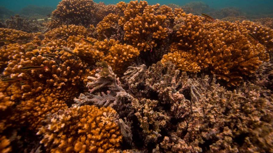 Los arrecifes de coral del Pacífico Oriental podrían sobrevivir hasta 2060