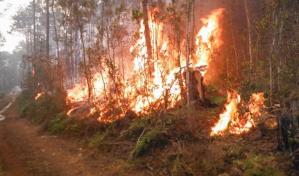 Un incendio forestal afecta ya 1,200 hectáreas de bosques en la región occidental de Cuba