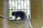 Zoológico Nacional comienza proceso de cuarentena para mapache tras su captura Zoológico Nacional comienza proceso de cuarentena para mapache tras su captura