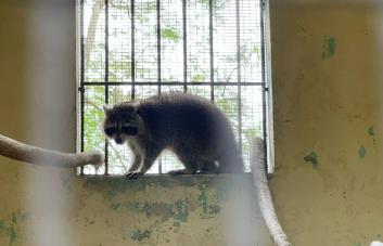 Zoológico Nacional comienza proceso de cuarentena para mapache tras su captura