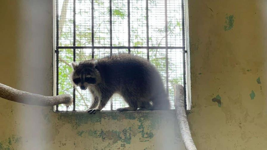 Zoológico Nacional comienza proceso de cuarentena para mapache tras su captura