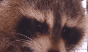 Zoológico revela nombre que le puso al mapache y dice que está bien, "pese a la odisea que vivió"