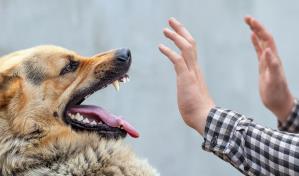 Filadelfia: Agente del FBI mata a tiros a un perro que atac&oacute; al suyo mientras lo paseaba