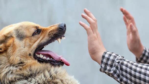 Filadelfia: Agente del FBI mata a tiros a un perro que atacó al suyo mientras lo paseaba