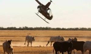 EEUU ordena matar a 150 vacas salvajes disparando desde helicópteros