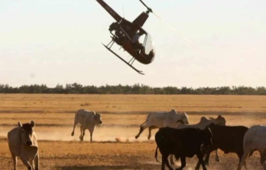 EEUU ordena matar a 150 vacas salvajes disparando desde helicópteros