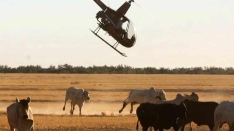 EEUU ordena matar a 150 vacas salvajes disparando desde helicópteros