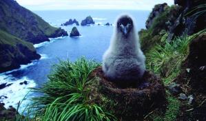 Australia expande un parque marino subantártico hasta el tamaño de Alemania