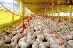 Avicultores garantizan producción suficiente de pollos para el país y franquicias