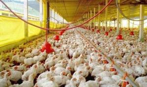 Avicultores garantizan producción suficiente de pollos para el país y franquicias